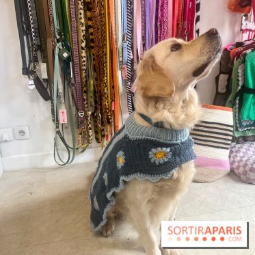 CAYU Canidés Club, la boutique d'accessoires dog friendly - nos photos