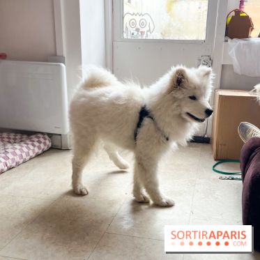 CAYU Canidés Club, la boutique d'accessoires dog friendly - nos photos