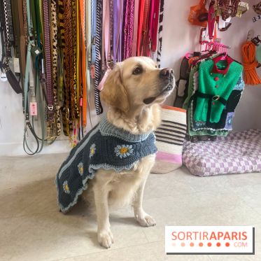 CAYU Canidés Club, la boutique d'accessoires dog friendly - nos photos