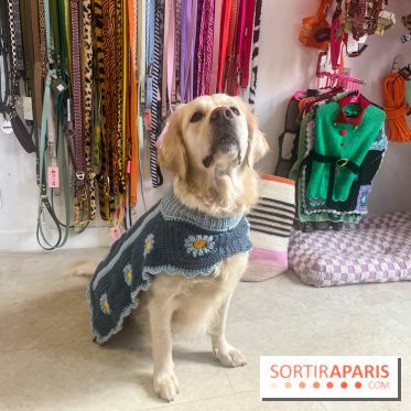 CAYU Canidés Club, la boutique d'accessoires dog friendly - nos photos