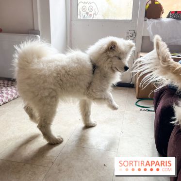 CAYU Canidés Club, la boutique d'accessoires dog friendly - nos photos