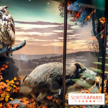 Musée de la chasse et de la nature - collections permanentes et visuels