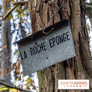 Randonnée à Fontainebleau : le sentier sur les pas de Denecourt jusqu’à la Tour Denecourt -  A7C7572