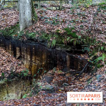 Randonnée à Fontainebleau : le sentier sur les pas de Denecourt jusqu’à la Tour Denecourt -  A7C7576