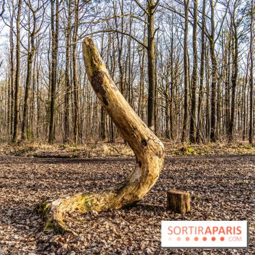 Balade sentier : Conte de Mélida, l'esprit de la forêt en forêt de Méridon (78) - A7C02318