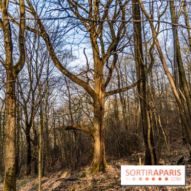 Balade sentier : Conte de Mélida, l'esprit de la forêt en forêt de Méridon (78) - A7C02320