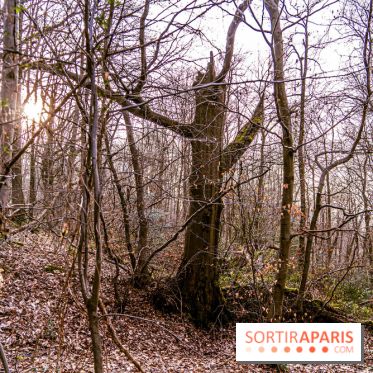 Balade sentier : Conte de Mélida, l'esprit de la forêt en forêt de Méridon (78)