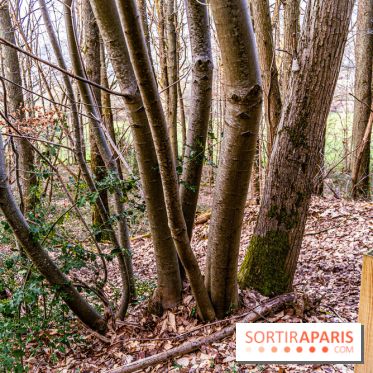 Balade sentier : Conte de Mélida, l'esprit de la forêt en forêt de Méridon (78) - A7C02333