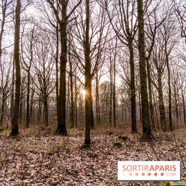 Balade sentier : Conte de Mélida, l'esprit de la forêt en forêt de Méridon (78) - A7C02334