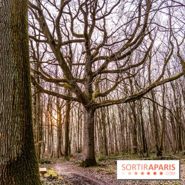 Balade sentier : Conte de Mélida, l'esprit de la forêt en forêt de Méridon (78) - A7C02335