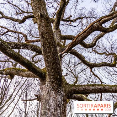 Balade sentier : Conte de Mélida, l'esprit de la forêt en forêt de Méridon (78) - A7C02336