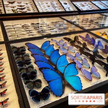 Deyrolle, l'incroyable cabinet de curiosités à Paris - nos photos