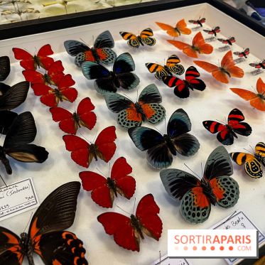 Deyrolle, l'incroyable cabinet de curiosités à Paris - nos photos
