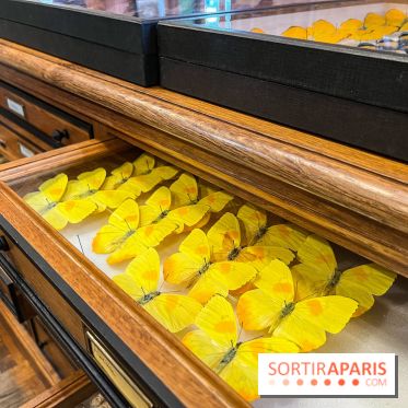 Deyrolle, l'incroyable cabinet de curiosités à Paris - nos photos