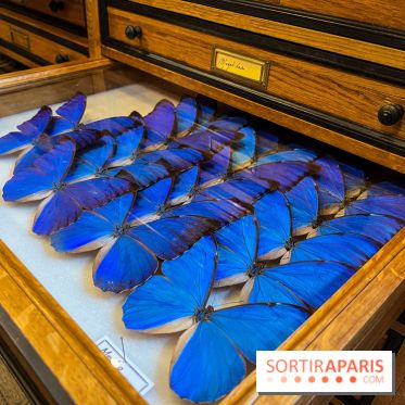 Deyrolle, l'incroyable cabinet de curiosités à Paris - nos photos