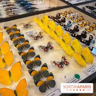 Deyrolle, l'incroyable cabinet de curiosités à Paris - nos photos - image00049