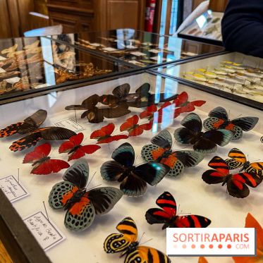 Deyrolle, l'incroyable cabinet de curiosités à Paris - nos photos