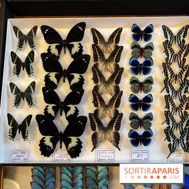 Deyrolle, l'incroyable cabinet de curiosités à Paris - nos photos