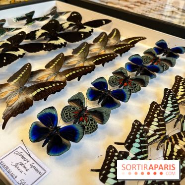 Deyrolle, l'incroyable cabinet de curiosités à Paris - nos photos