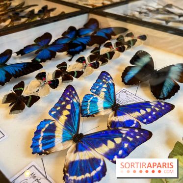 Deyrolle, l'incroyable cabinet de curiosités à Paris - nos photos
