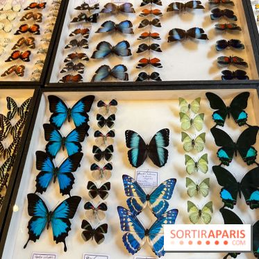 Deyrolle, l'incroyable cabinet de curiosités à Paris - nos photos