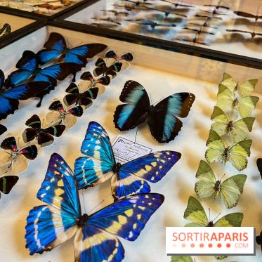 Deyrolle, l'incroyable cabinet de curiosités à Paris - nos photos