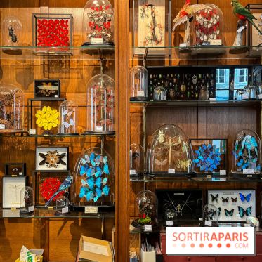 Deyrolle, l'incroyable cabinet de curiosités à Paris - nos photos