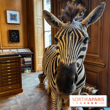 Deyrolle, l'incroyable cabinet de curiosités à Paris - nos photos