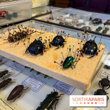 Deyrolle, l'incroyable cabinet de curiosités à Paris - nos photos