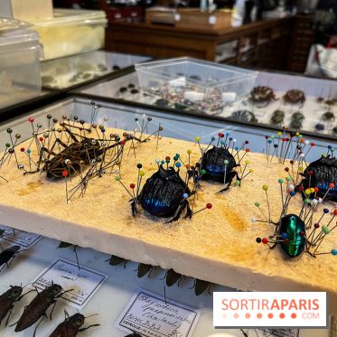 Deyrolle, l'incroyable cabinet de curiosités à Paris - nos photos