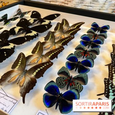 Deyrolle, l'incroyable cabinet de curiosités à Paris - nos photos