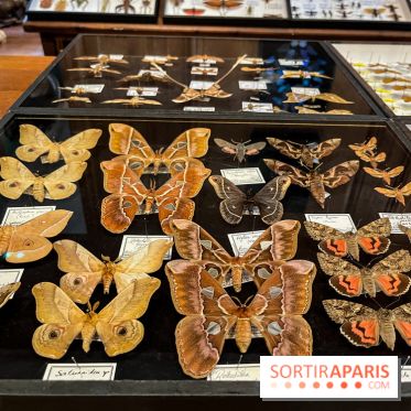 Deyrolle, l'incroyable cabinet de curiosités à Paris - nos photos