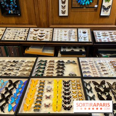 Deyrolle, l'incroyable cabinet de curiosités à Paris - nos photos