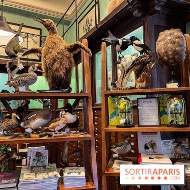 Deyrolle, l'incroyable cabinet de curiosités à Paris - nos photos