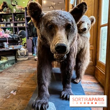 Deyrolle, l'incroyable cabinet de curiosités à Paris - nos photos - image00022