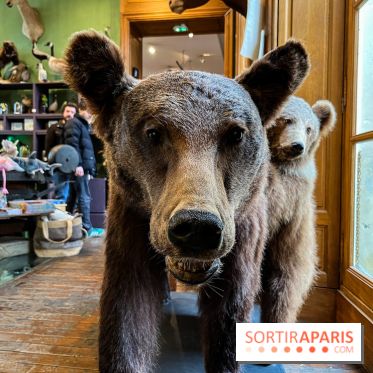 Deyrolle, l'incroyable cabinet de curiosités à Paris - nos photos