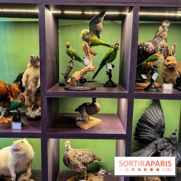 Deyrolle, l'incroyable cabinet de curiosités à Paris - nos photos