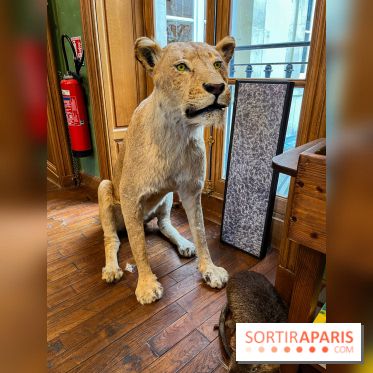 Deyrolle, l'incroyable cabinet de curiosités à Paris - nos photos