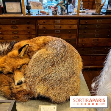 Deyrolle, l'incroyable cabinet de curiosités à Paris - nos photos