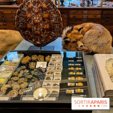 Deyrolle, l'incroyable cabinet de curiosités à Paris - nos photos