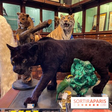 Deyrolle, l'incroyable cabinet de curiosités à Paris - nos photos