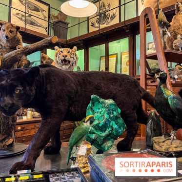 Deyrolle, l'incroyable cabinet de curiosités à Paris - nos photos