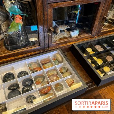 Deyrolle, l'incroyable cabinet de curiosités à Paris - nos photos
