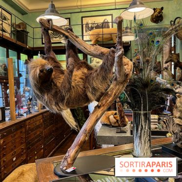 Deyrolle, l'incroyable cabinet de curiosités à Paris - nos photos