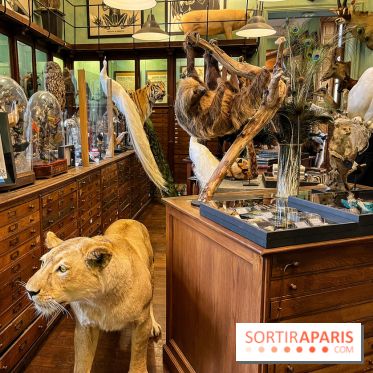 Deyrolle, l'incroyable cabinet de curiosités à Paris - nos photos