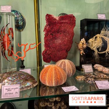 Deyrolle, l'incroyable cabinet de curiosités à Paris - nos photos