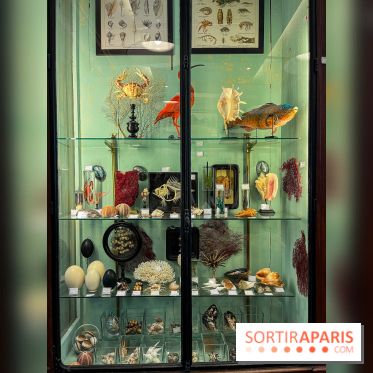 Deyrolle, l'incroyable cabinet de curiosités à Paris - nos photos