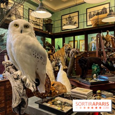 Deyrolle, l'incroyable cabinet de curiosités à Paris - nos photos