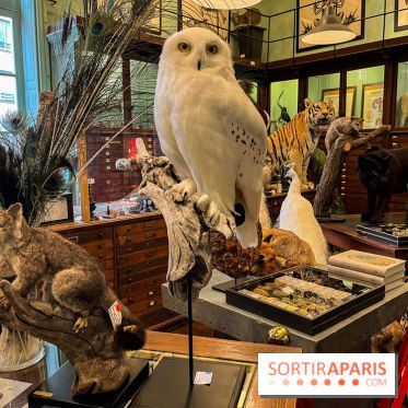Deyrolle, l'incroyable cabinet de curiosités à Paris - nos photos