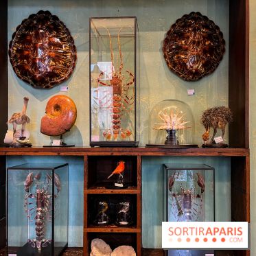 Deyrolle, l'incroyable cabinet de curiosités à Paris - nos photos
